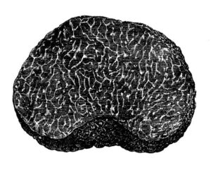 Antique botany illustration: Black truffle