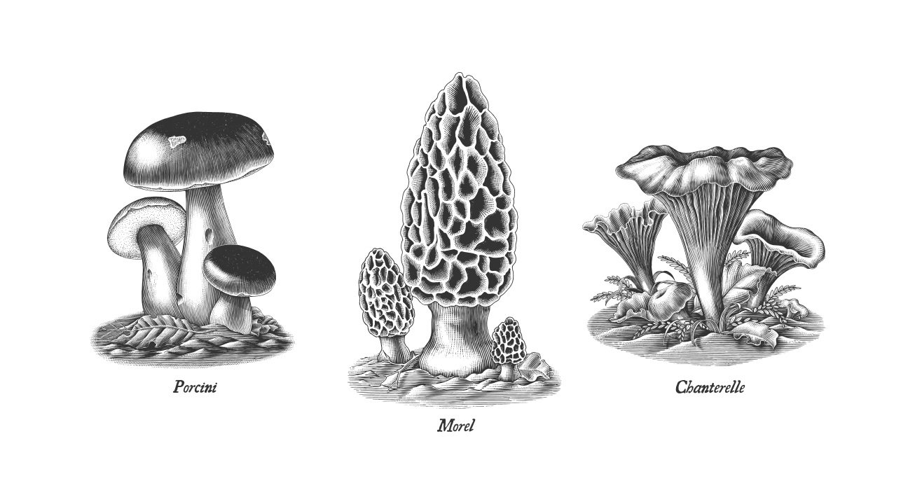 vintage illustrations of porcini, more, and chanterelle mushrooms